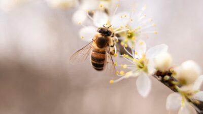 Photo by Thijs van der Weide from Pexels: https://www.pexels.com/photo/bee-perched-on-white-petaled-flower-closeup-photography-998248/